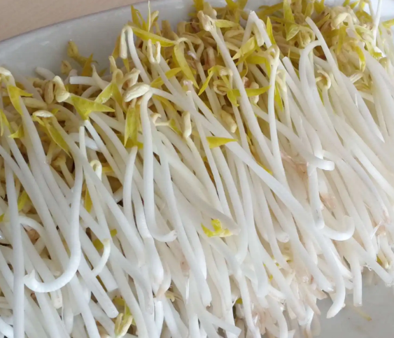 無公害豆芽