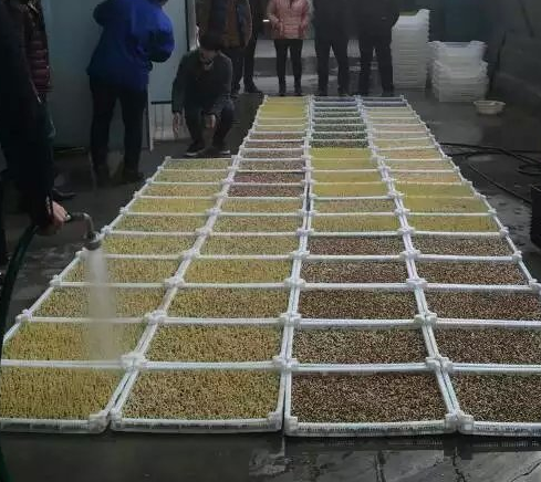 豆芽浸泡過程